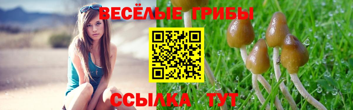 Свободный  что такое наркотик  Вход с VPN  Галлюциногенные грибы мицелий 